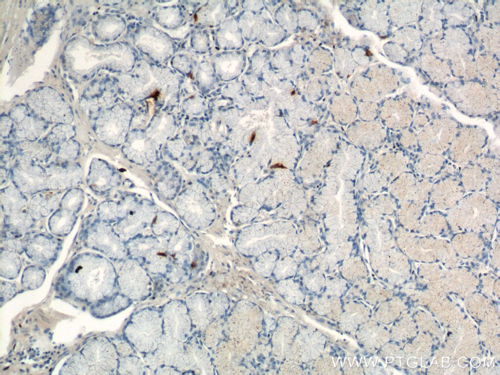 Gastrin Antibody in Immunohistochemistry (Paraffin) (IHC (P))