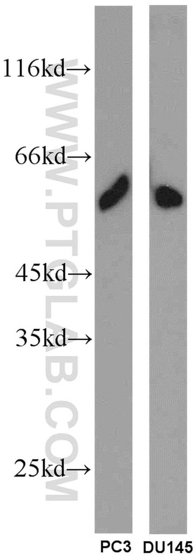 SPZ1 Antibody in Western Blot (WB)