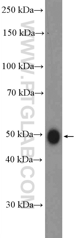 GDF8/Myostatin Antibody in Western Blot (WB)