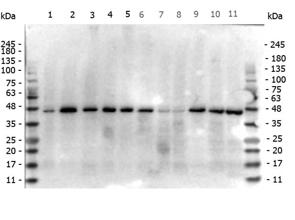 beta actin western blot beta actin western blot