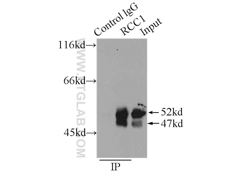 RCC1 Antibody in Immunoprecipitation (IP)