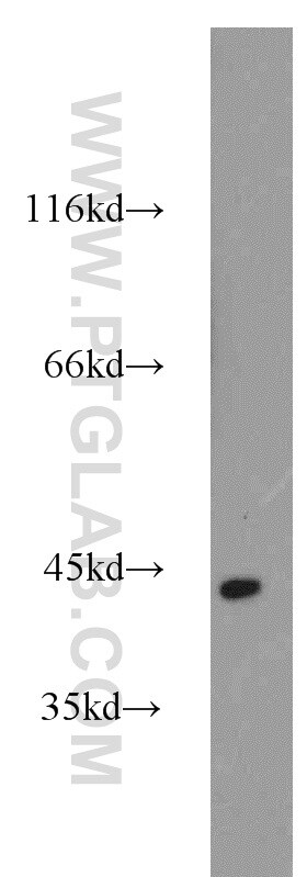 ACTA2/smooth muscle actin Antibody in Western Blot (WB)