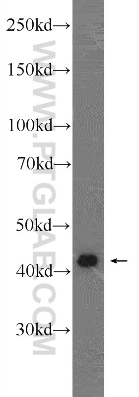 ACTA2/smooth muscle actin Antibody in Western Blot (WB)