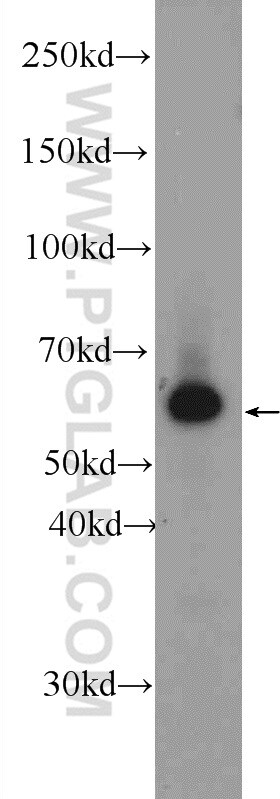 SHP1 Antibody in Western Blot (WB)