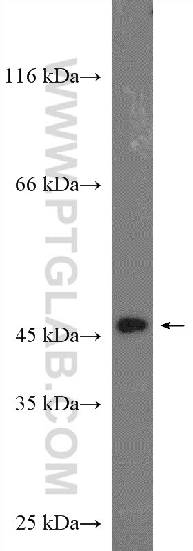 CYR61/CCN1 Antibody in Western Blot (WB)