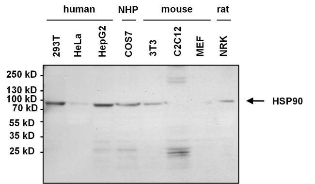 Goat anti-Mouse IgG, IgM (H+L) Cross-Adsorbed, HRP (31446)