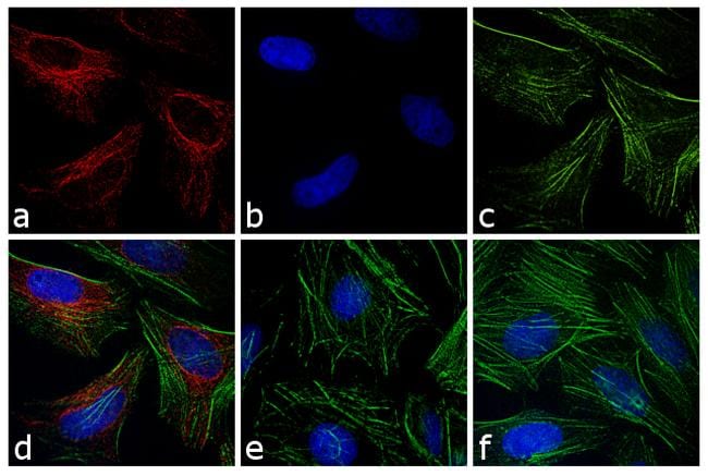 Apc Secondary Antibodies