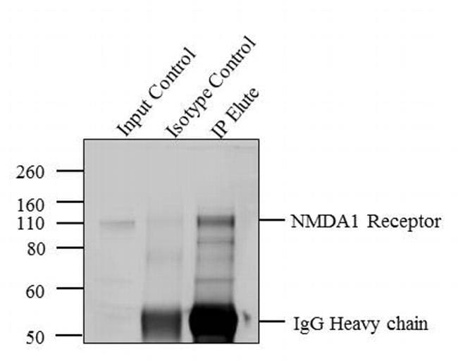 NMDAR1 Antibody in Immunoprecipitation (IP)