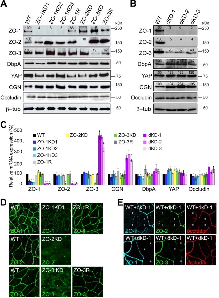 Beta Tubulin Antibody (Monoclonal, 2 28 33)