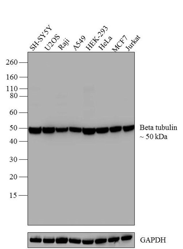 Beta Tubulin Antibody (32-2600)