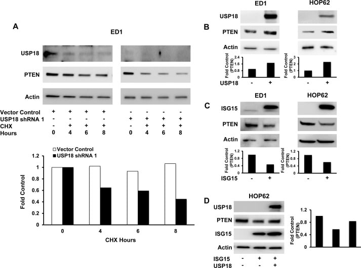 PTEN Antibody (32-5800)