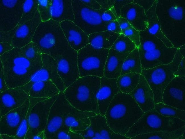 Occludin Antibody, Alexa Fluor® 488 (331588)
