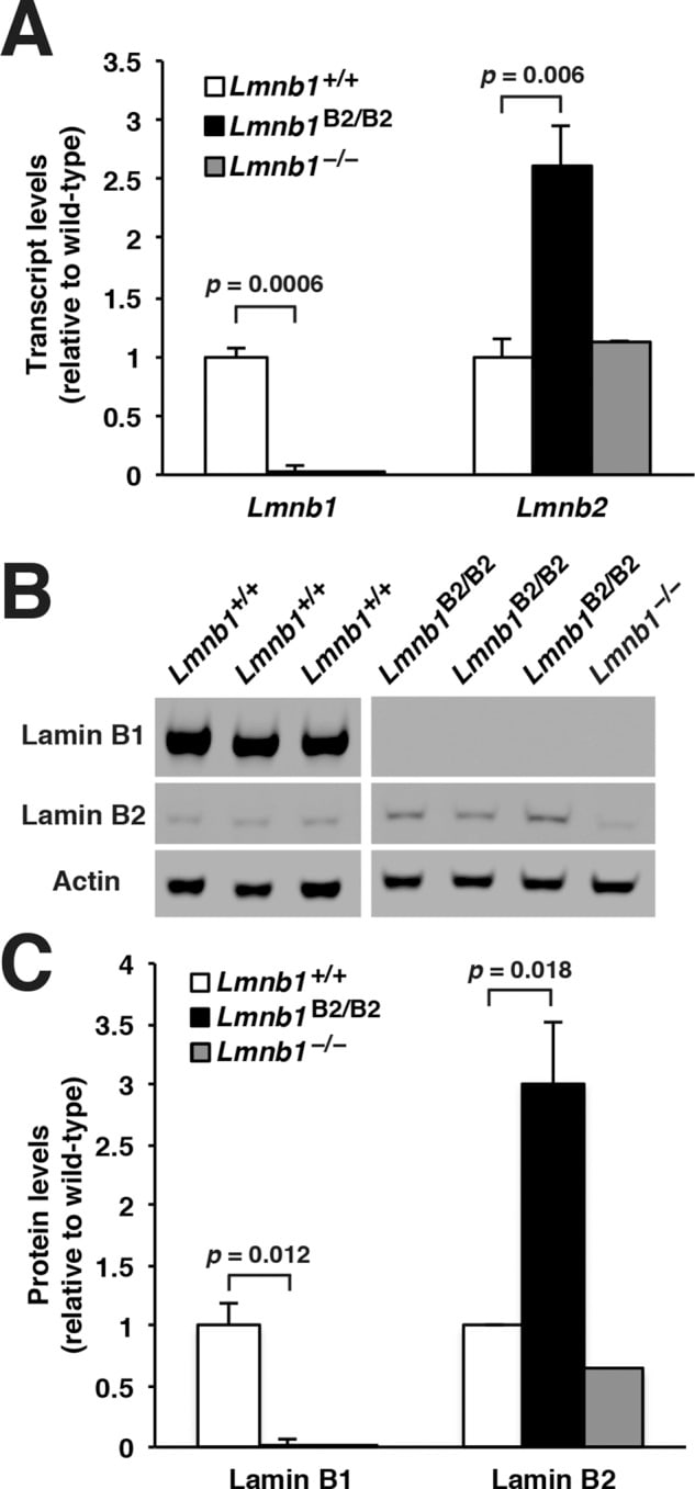 Lamin B2 Antibody 33 2100