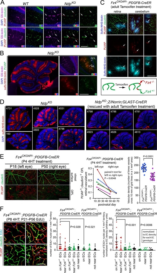 Claudin 5 Antibody Alexa Fluor 488 352588