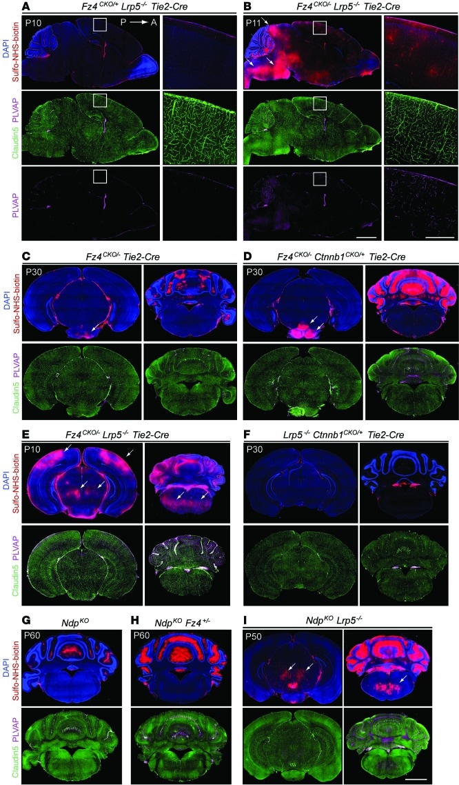 Claudin 5 Antibody Alexa Fluor 488 352588