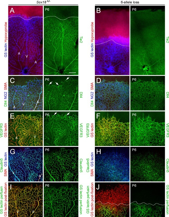 Claudin 5 Antibody Alexa Fluor 488 352588