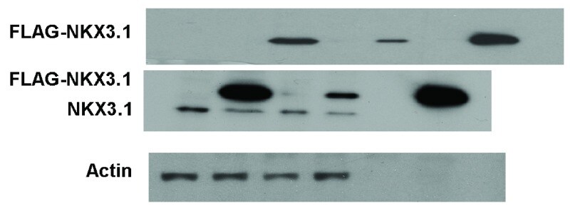 Nkx3.1 Antibody in Western Blot (WB)