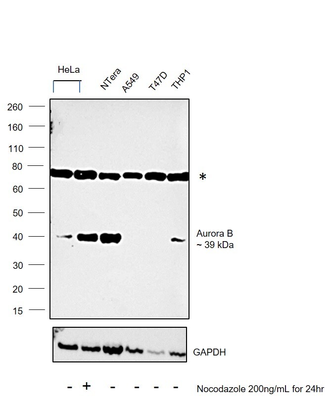 Aurora B Antibody (36-5200)