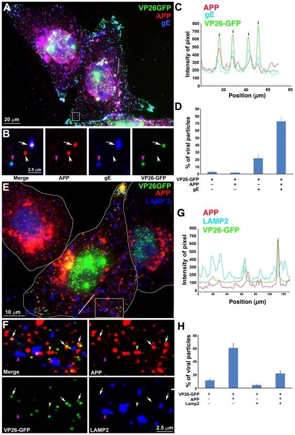 beta Amyloid Antibody (36-6900)