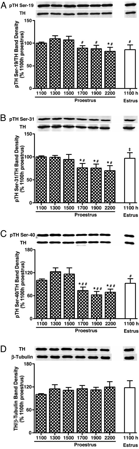 Phospho Tyrosine Hydroxylase Ser31 Antibody 8614