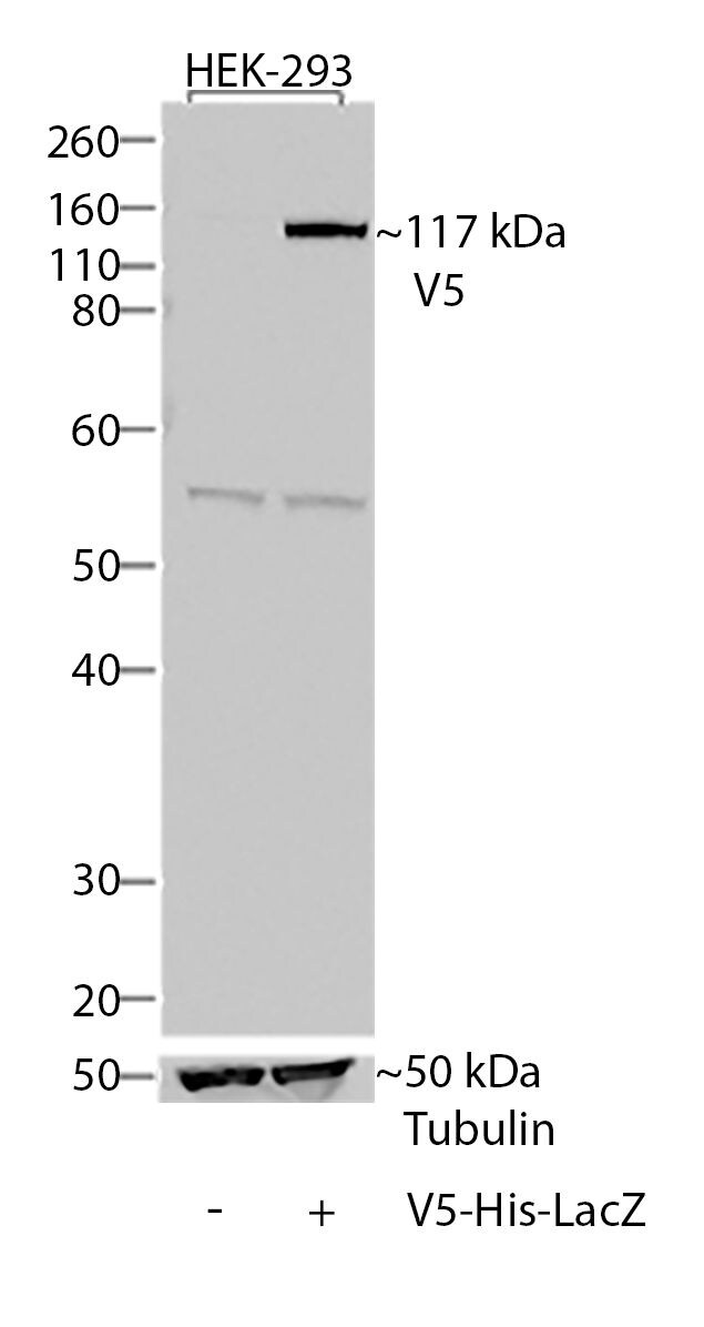 V5 Tag Antibody (37-7500)