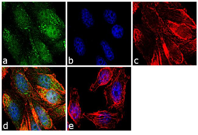 SENP1 Antibody (38-3350)