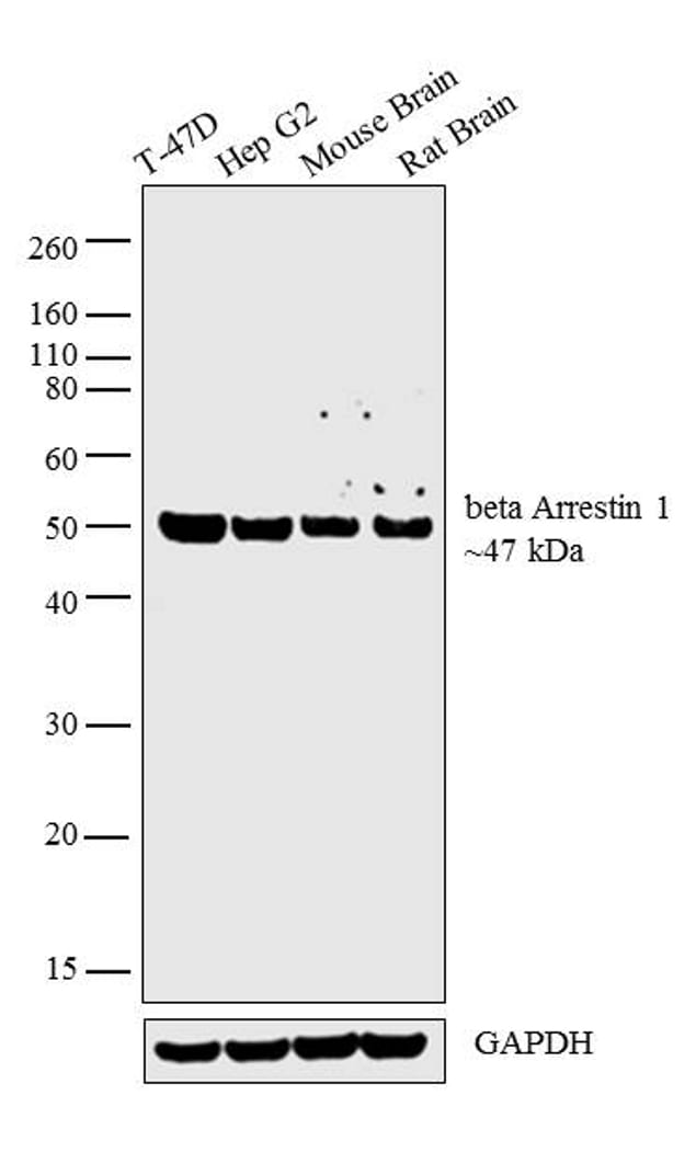 beta Arrestin 1 Antibody in Western Blot (WB)