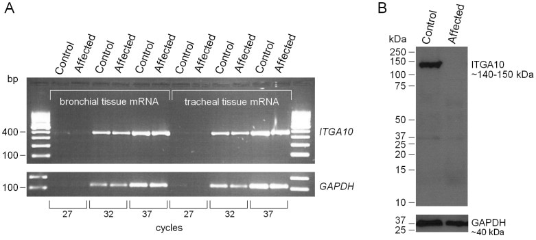 GAPDH Antibody (39-8600)