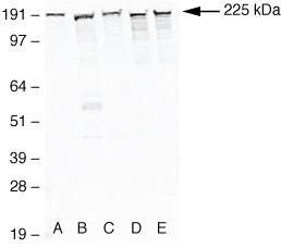 Zo 1 Antibody 40 20