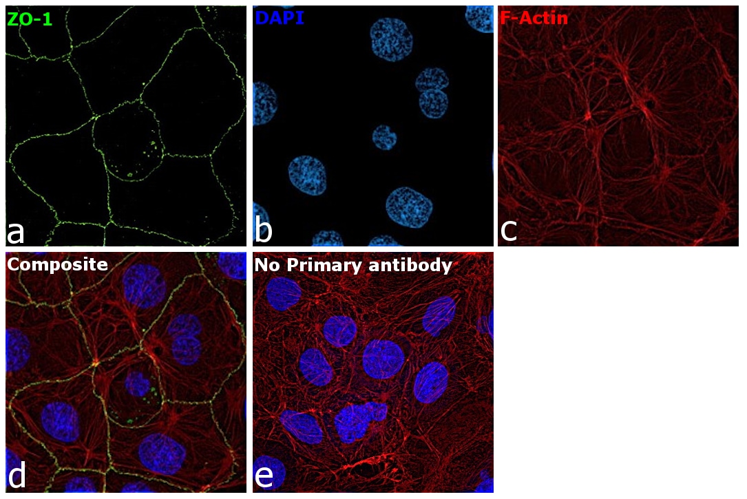 Zo 1 Antibody 40 20