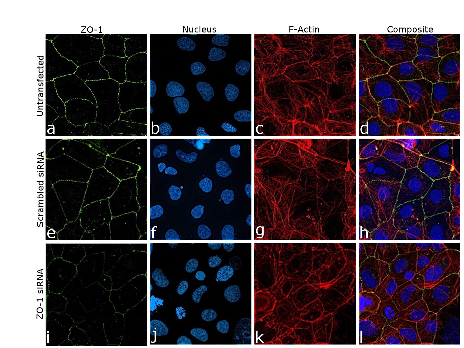 Zo 1 Antibody 40 20