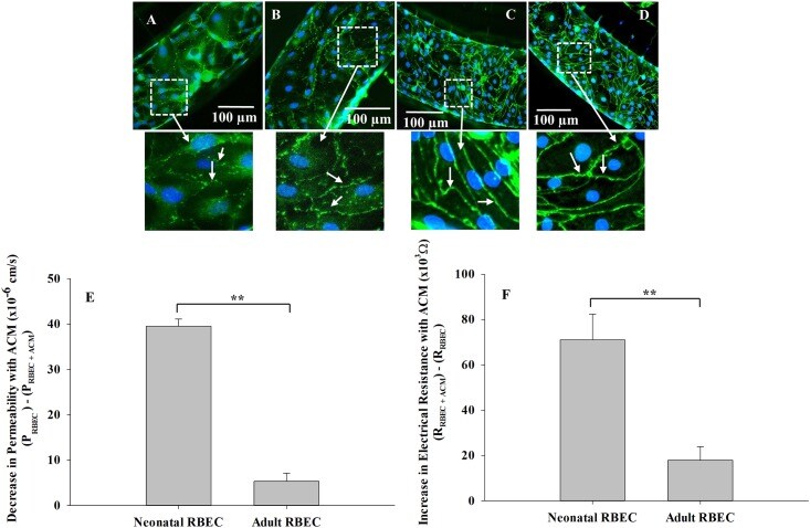 Zo 1 Antibody 40 2300