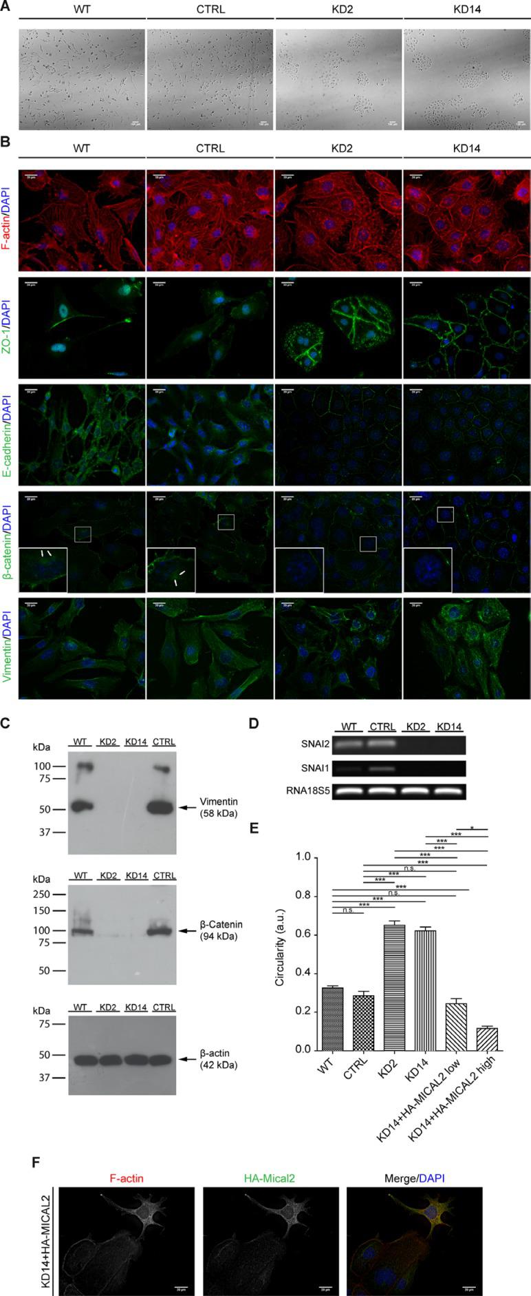 Zo 1 Antibody 40 2300