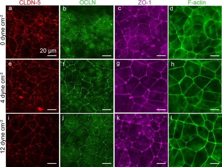 Occludin Antibody