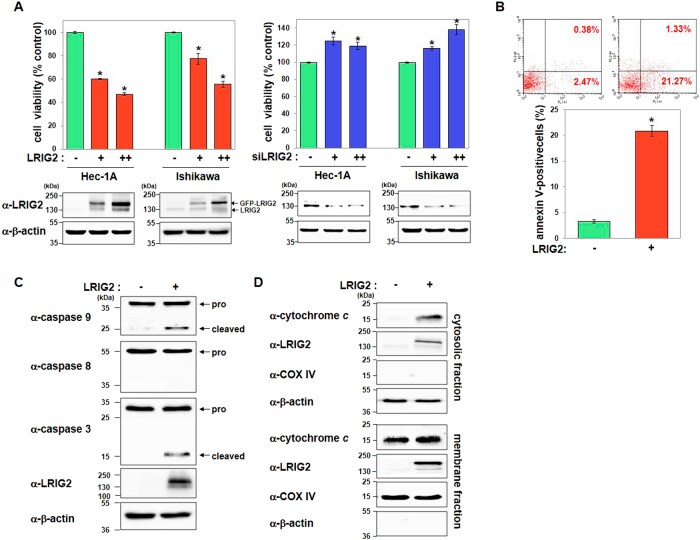 Oxphos Complex Iv Subunit Iv Antibody A