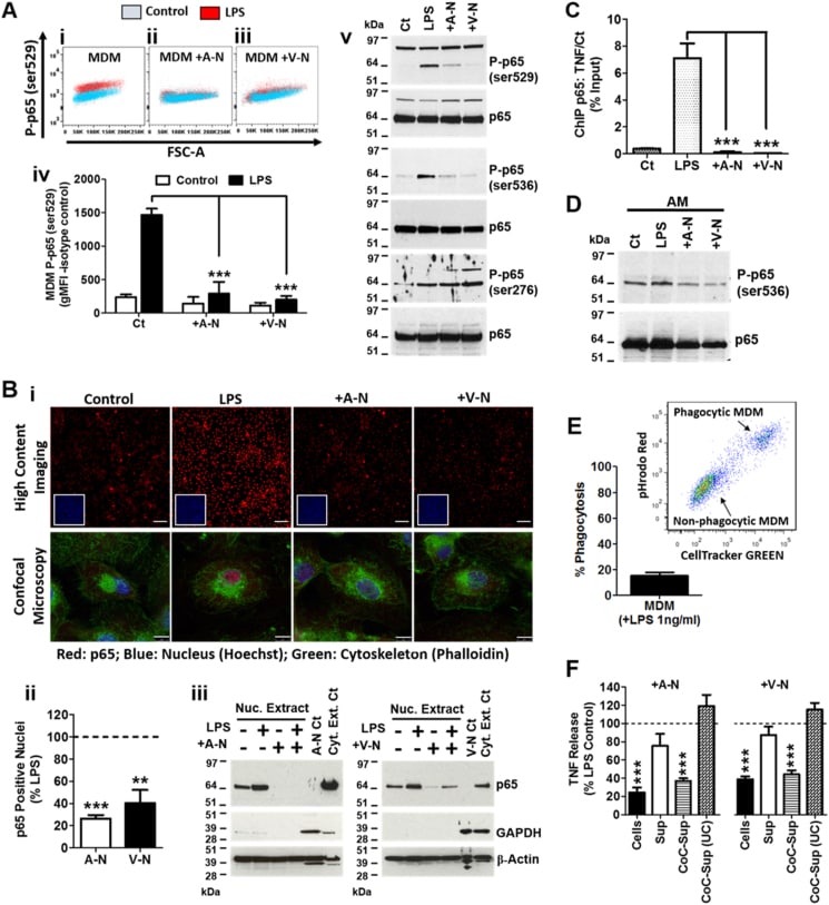 Anti-NFkB P65 Antibodies | Invitrogen