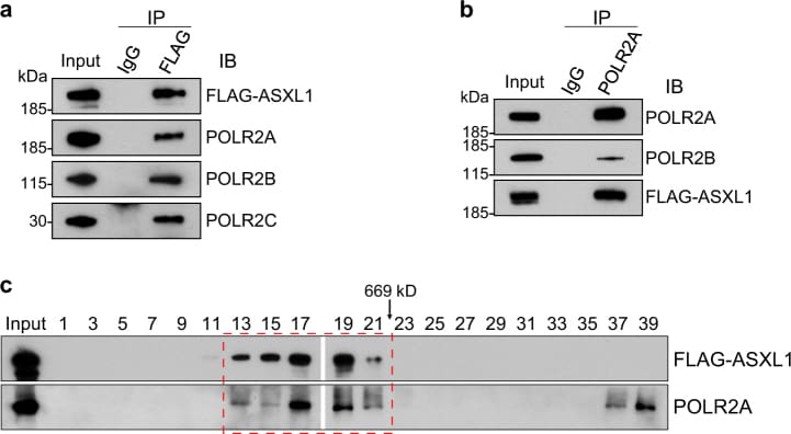 Phospho-RNA pol II CTD (Ser5) Antibody in Western Blot, Immunoprecipitation (WB, IP)