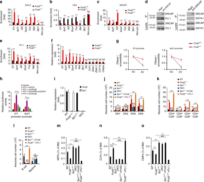 PU.1 Antibody (PA5-17505)