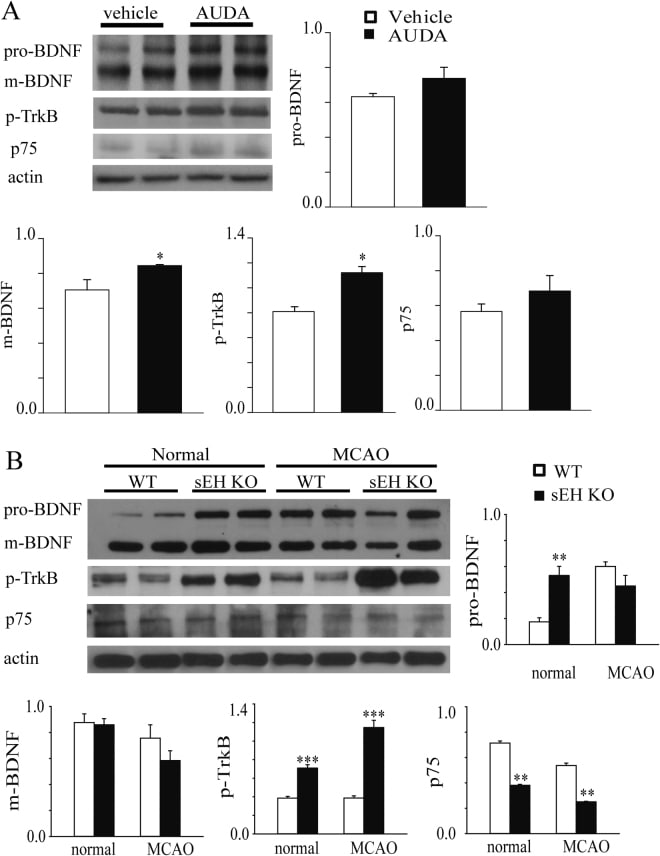 beta Actin Antibody (PA1-183)