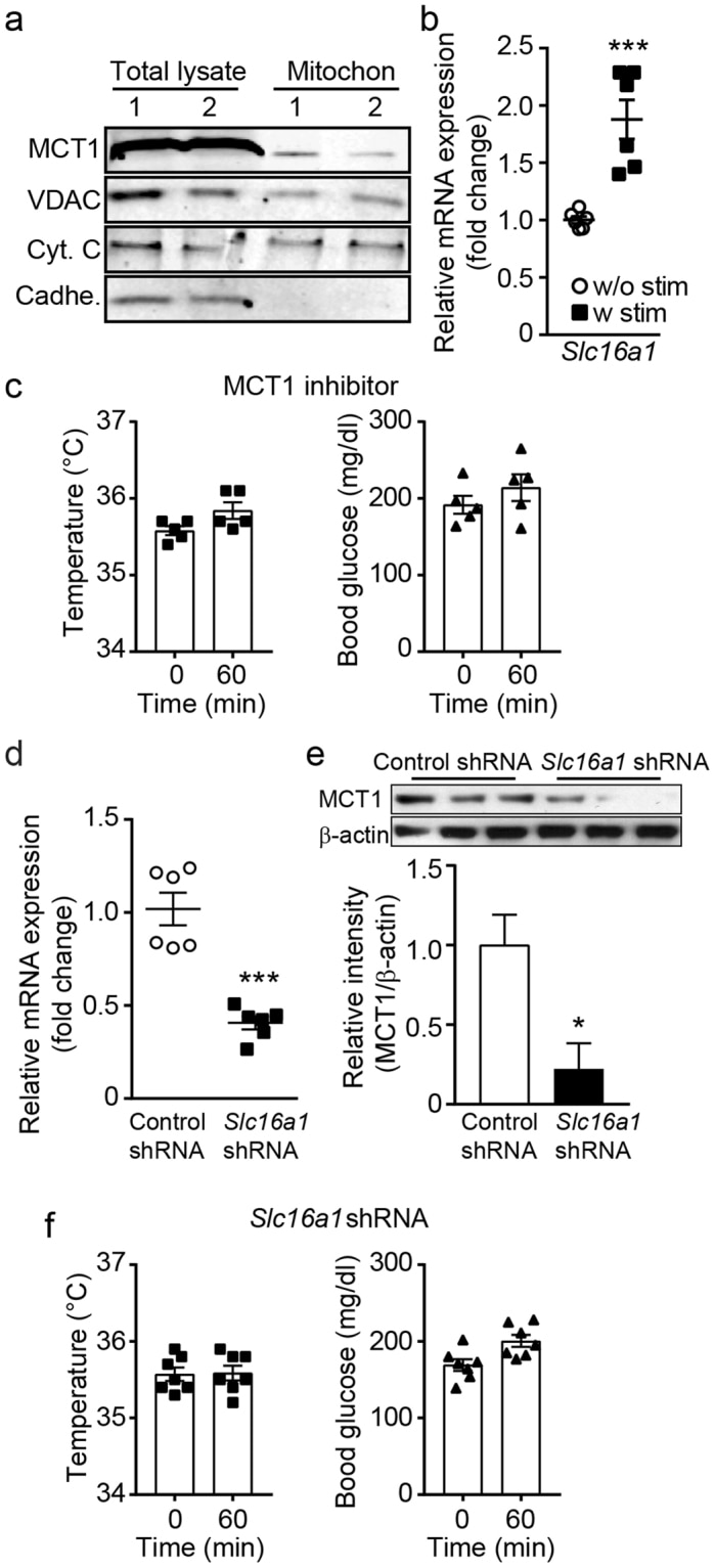 VDAC Antibody in Western Blot (WB)