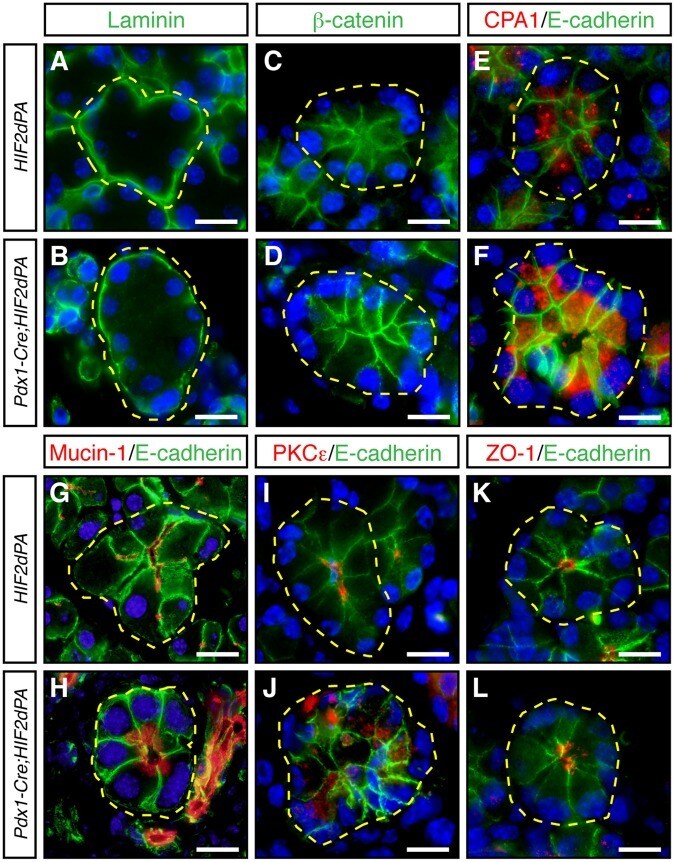 Zo 1 Antibody 40 2300