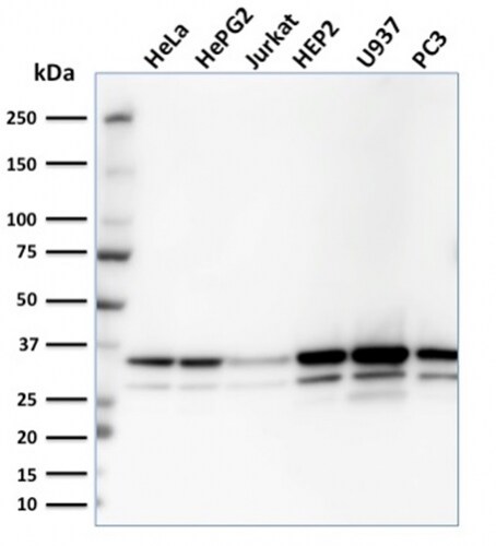 Malate dehydrogenase 1 NAD (soluble) Antibody in Western Blot (WB)