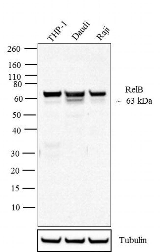 RelB Antibody (437500)