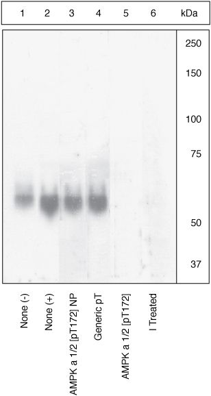 Phospho-AMPK alpha-1,2 (Thr183, Thr172) Antibody in Western Blot (WB)