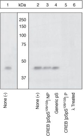 Phospho-CREB (Ser129, Ser133) Antibody in Western Blot (WB)