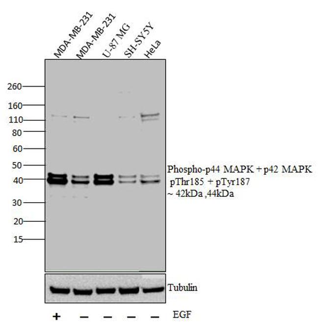 Phospho-ERK1/ERK2 (Thr185, Tyr187) Antibody