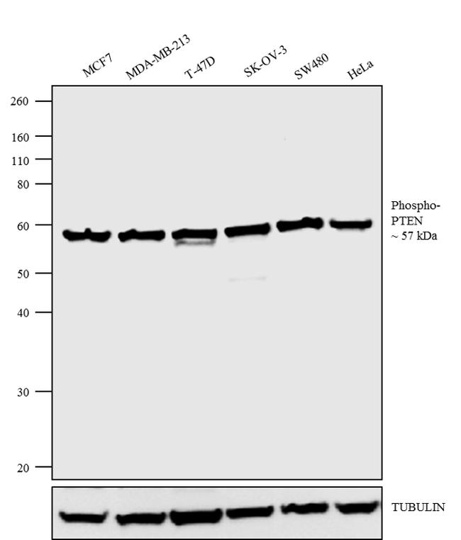 Phospho-PTEN (Ser380, Thr382, Ser385) Antibody in Western Blot (WB)