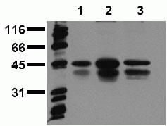 Phospho-CREB (Ser129, Ser133) Antibody