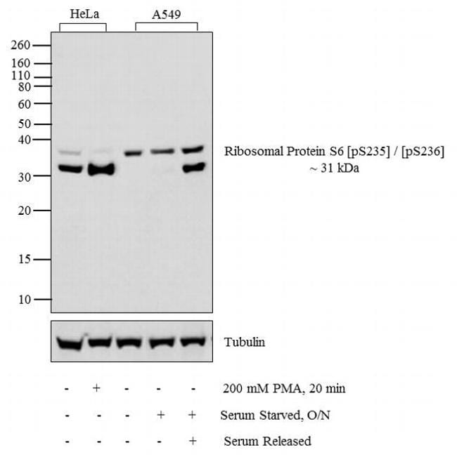 Phospho-S6 (Ser235, Ser236) Antibody in Western Blot (WB)