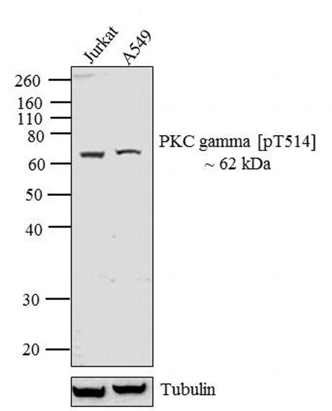 Phospho-PKC gamma (Thr514) Antibody in Western Blot (WB)